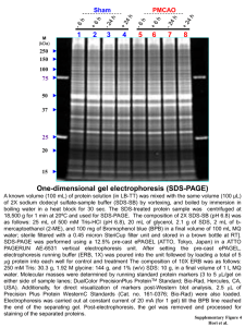 One-dimensional gel electrophoresis (SDS-PAGE)