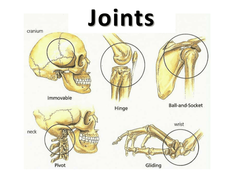 Slightly Movable Joints Are Also Known As