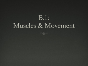 B.1: Muscles & Movement