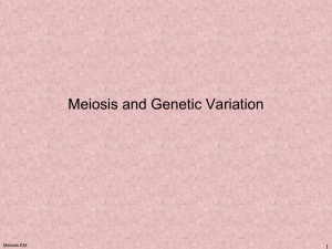 Meiosis - TeacherWeb