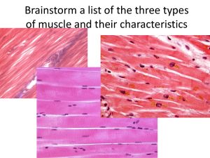 Skeletal Muscle Structure & Function