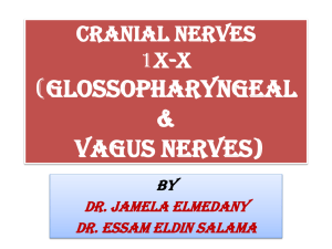 Cranial Nerves XI-X (Glossopharyngeal & Vagus Nerves)
