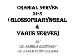 Cranial Nerves XI-X (Glossopharyngeal & Vagus Nerves)
