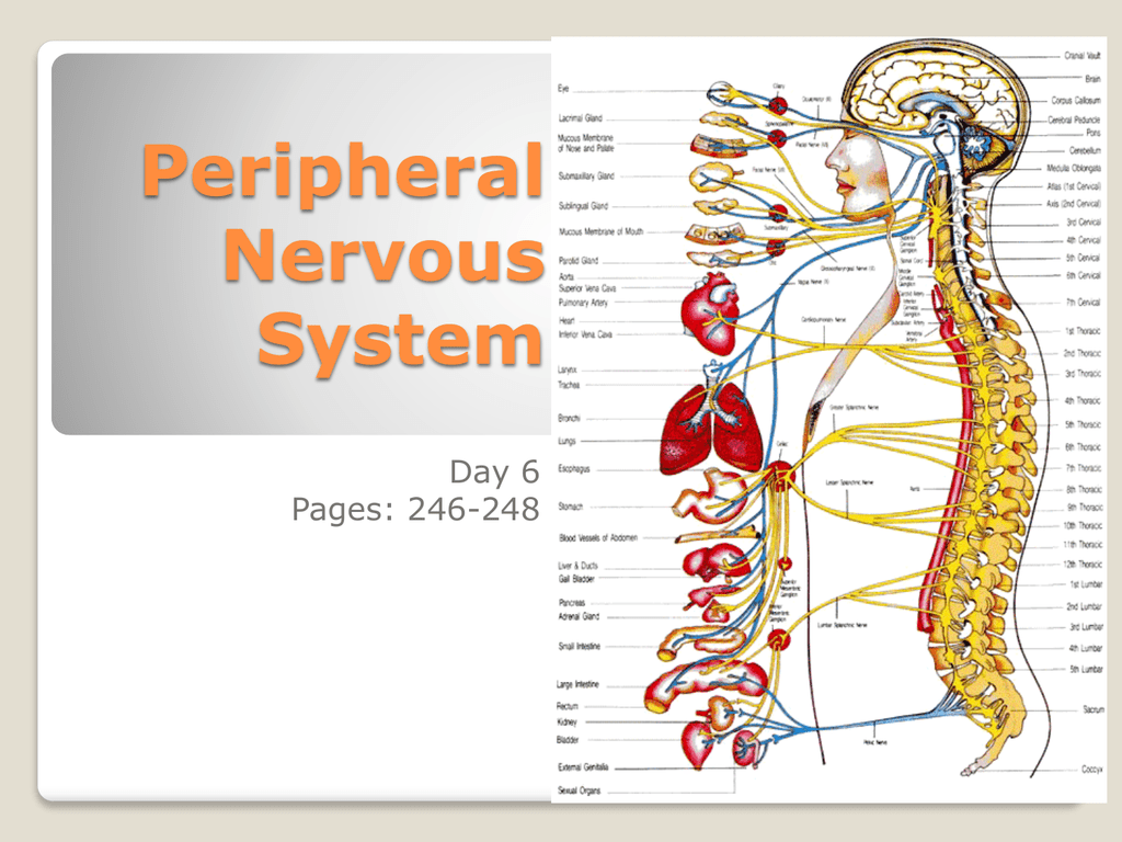 peripheral-nervous-system