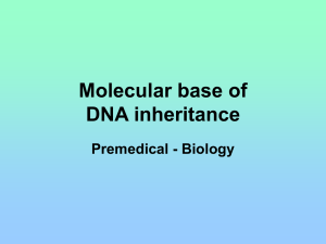 DNA polymerase