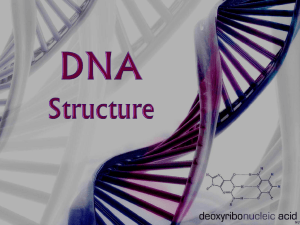 DNA Structure