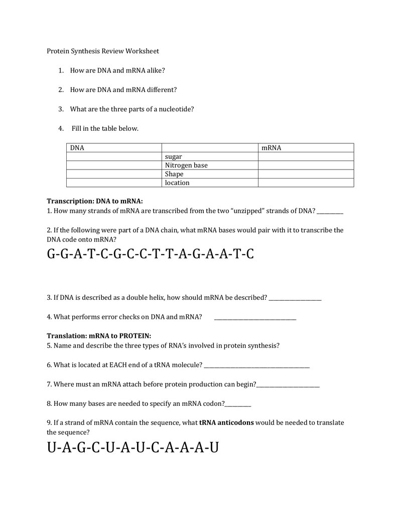 Protein Synthesis Review Worksheet How are DNA and mRNA alike With Protein Synthesis Review Worksheet Answers