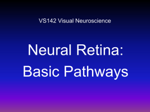 VS142 Neural Retina Basic Pathways 2009