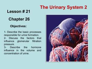 Basic Processes of Urine Formation