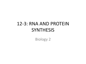 RNA and Protein Synthesis Notes