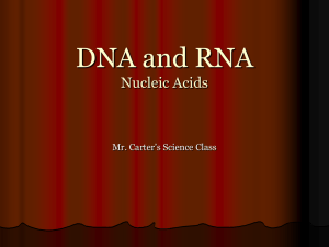 Powerpoint: DNA and RNA