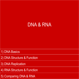DNA Foldable