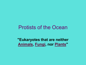 Protists of the Ocean
