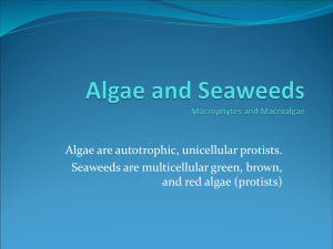 What is Seaweed? - Marine Biology Prunedale