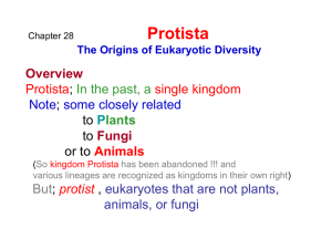Chapter 28 Protista The Origins of Eukaryotic Diversity