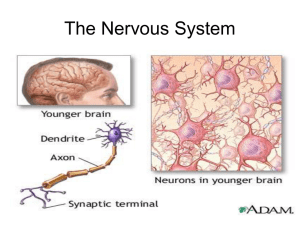 nerve slide show