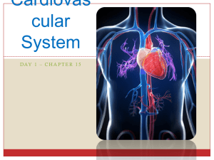 Blood Vessels & Circulation