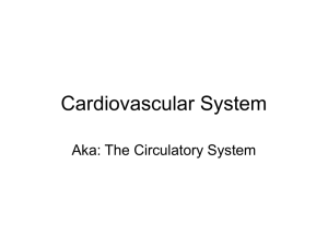 MCAS Cardiovascular System Overview