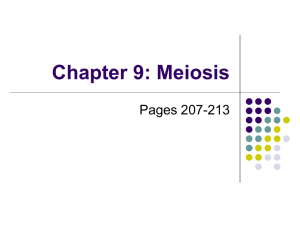Chapter 9: Meiosis