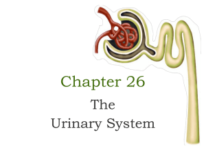 Chapter 26 Urinary system