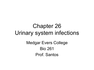 Chapter 26 Urinary system infections