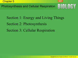 Cellular Energy The Stages of Cellular Respiration