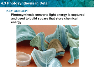 4:2 and 3 Photosynthesis