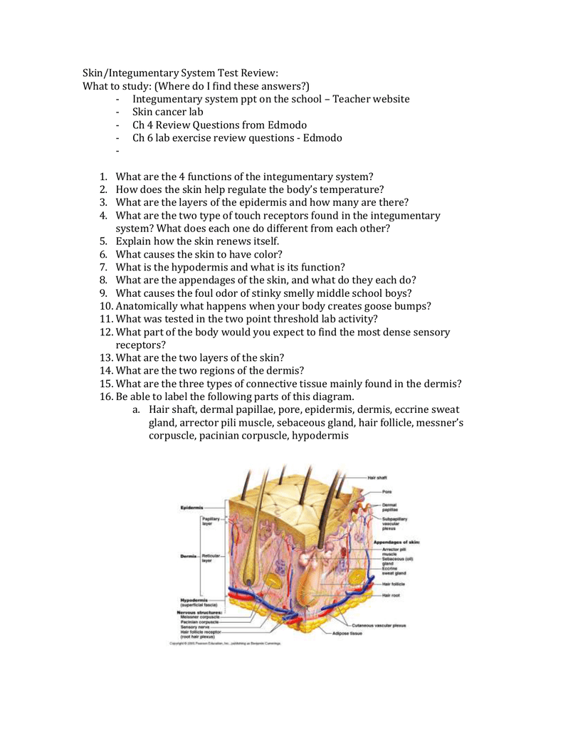 integumentary-system-test-review