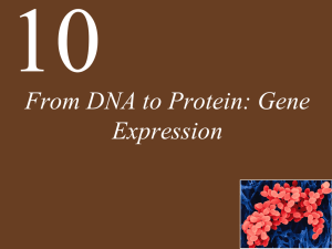Chapter 10 DNA to Protein