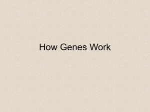How Genes Work