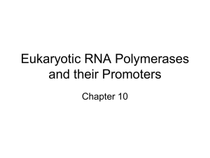 Eukaryotic RNA Polymerases and their Promoters