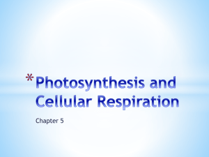 Photosynthesis and Cellular Respiration