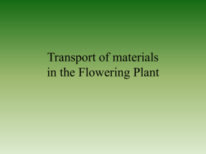 Transport of Materials in the Flowering Plant
