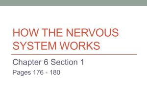 How the Nervous System works