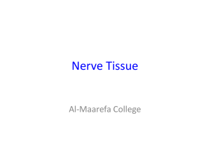 Nervous Tissue (2)