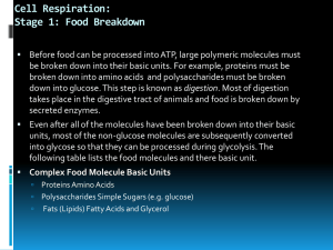 Cell respiration PPT