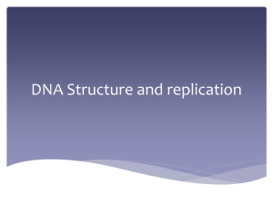 DNA Structure and replication