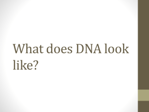 What does DNA look like?