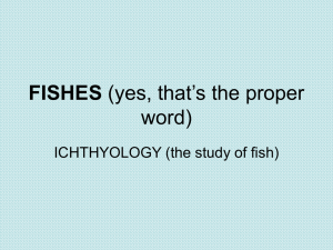 FISHES (yes, that's the proper word)
