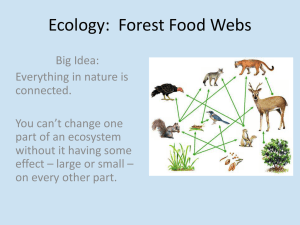 Forest Food Webs slideshow 4 Forest Food Webs