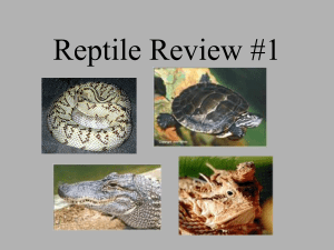 Reptile Review #1 - local.brookings.k12.sd.us