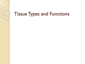 Tissue Types and Functions