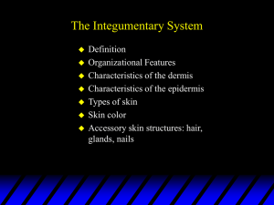 The Integumentary System - Cal State LA