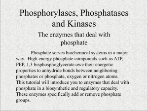 Phosphorylase, Phosphatases and Kinases