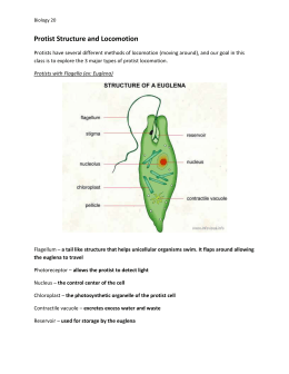 👍 Paramecium structure. Paramecium tetraurelia basal body structure ...