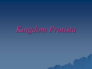 Kingdom Protista - Central Biology