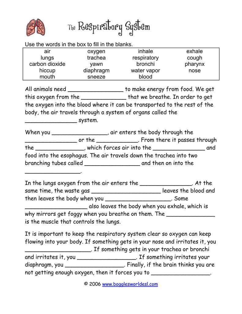 Respiratory System WS Intended For The Respiratory System Worksheet