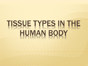 Tissue Types in the human body