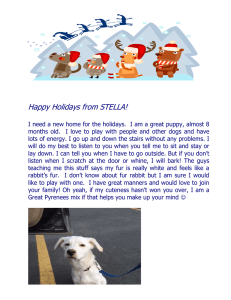 Happy Holidays from Liam! - animal shelters, Advocates for Dog and