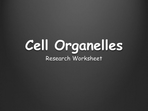 Cell Organelles